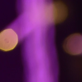 Foto 2 de Larissa Lôbo Santos